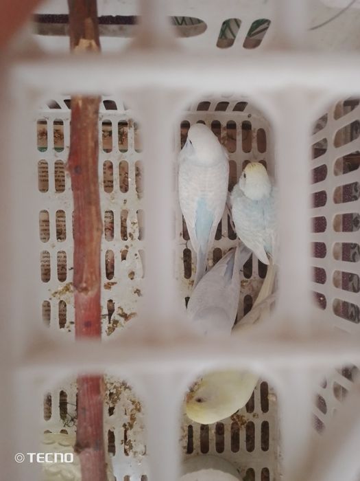 Sotiladi boʻlar 2 oylik