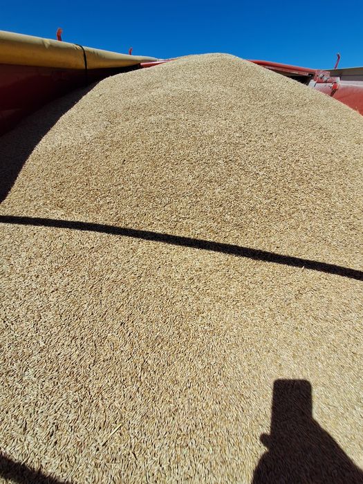 Grâu...Orz...Orzoaică, de Vânzare