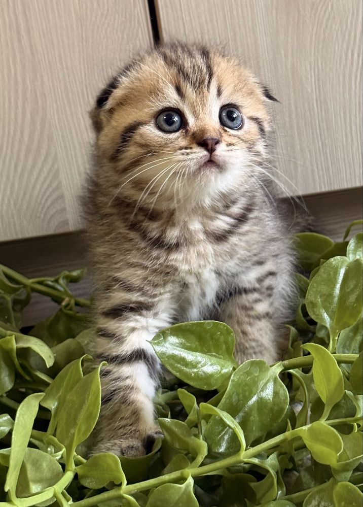 Чистокровные котята