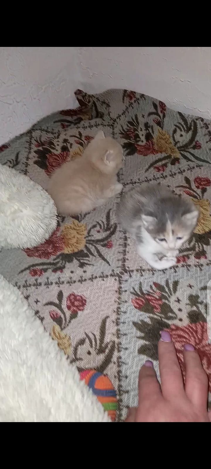 Прекрасные чудные котята