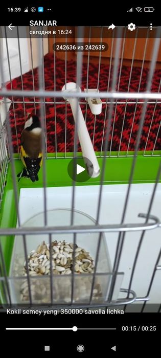 Kokil semey sotila yengi qush 350000