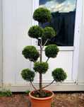 Bonsai, brad argintiu, tuia, pon pon, palmier, spiralata, glob copaci
