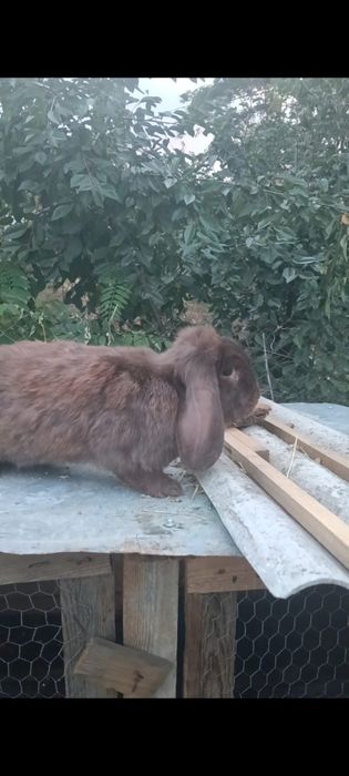 De vâzare Berbec german