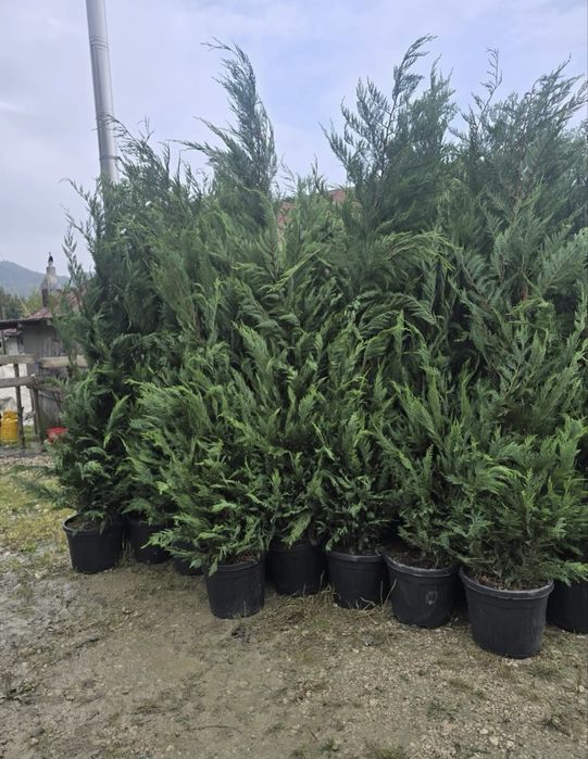 Tuia Leyilandii la ghiveci Plante si Copacii ornamentalii