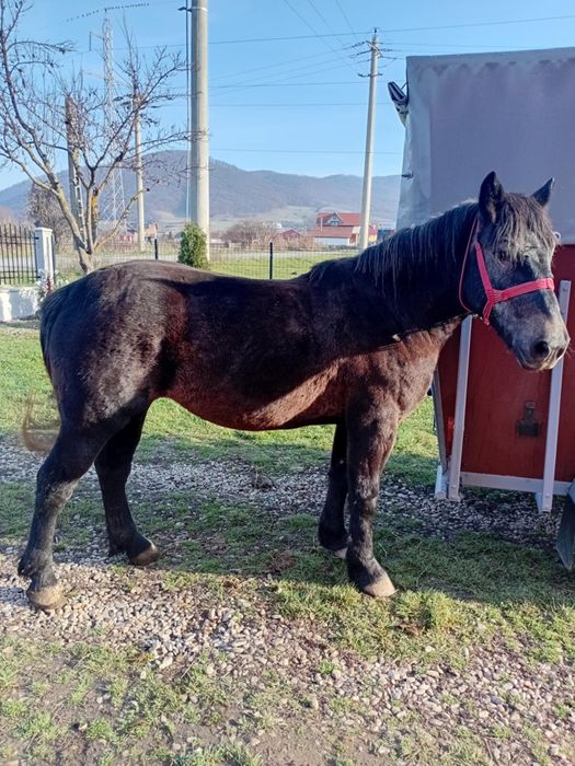 Vând mânză în vârstă de 3 ani