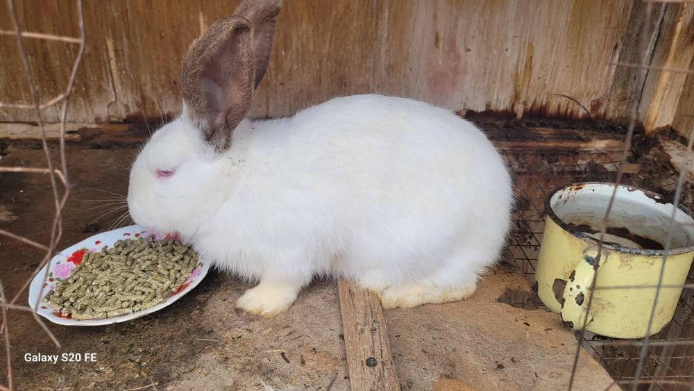 Quyon sotiladi sog'lom. Hali bolalamagan