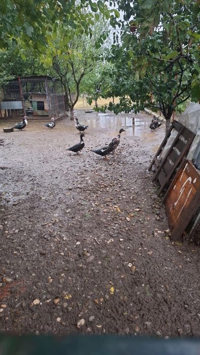 Vând 11 rațe mute printre care și rățoi .