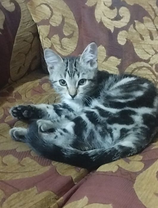 Зоогостиница, передержка на дому. Качество, профессионализм.