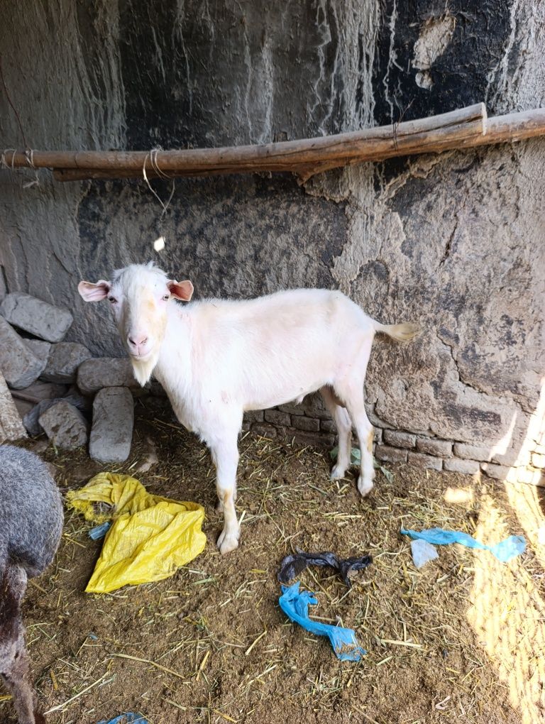 Echki taka sotiladi zotuchun rasiski