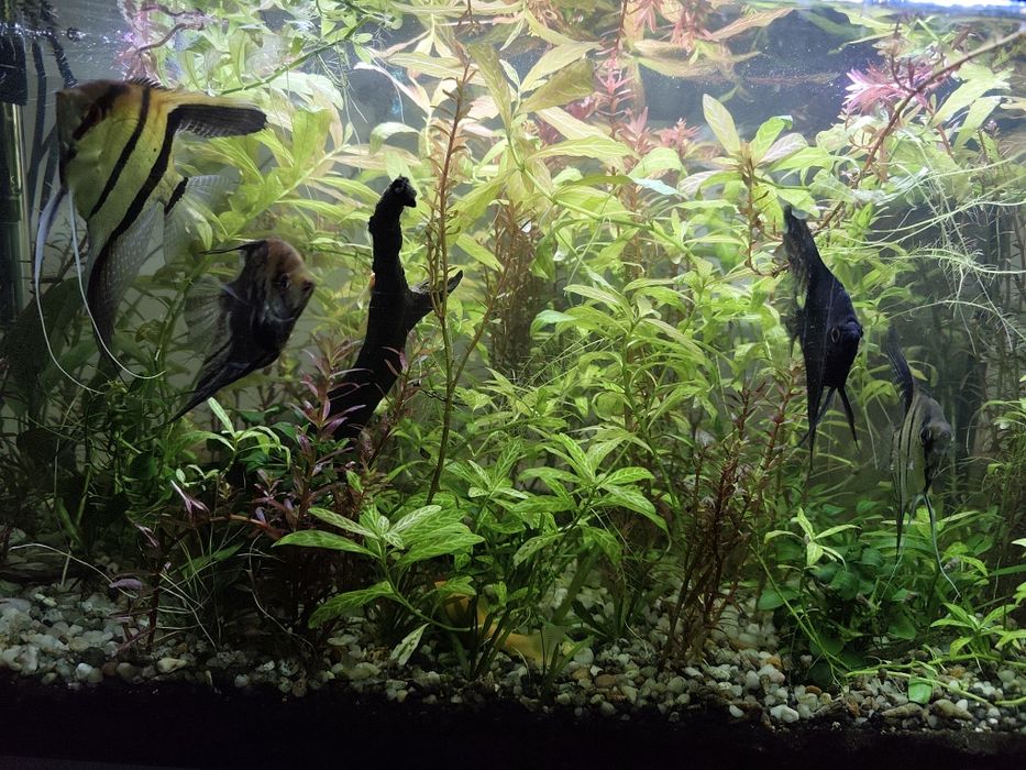 Vând 4 scalari sau schimb cu guppy