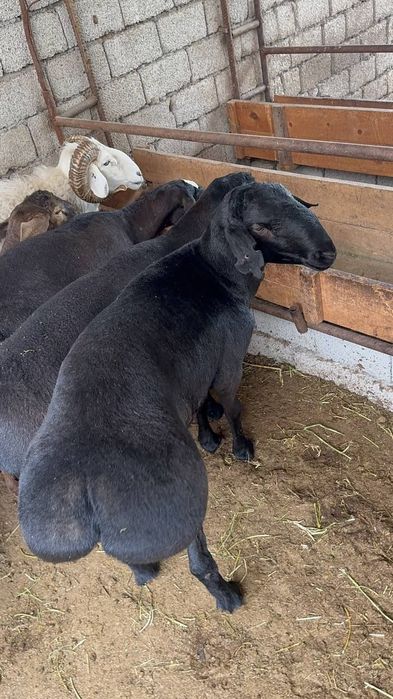 Qochqor qoy койi кочкор