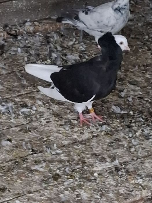 De vânzare o pereche de capucini