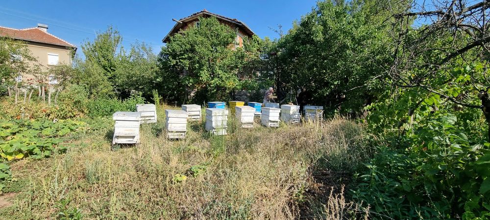 Пчелен мед, реколта 2022г.