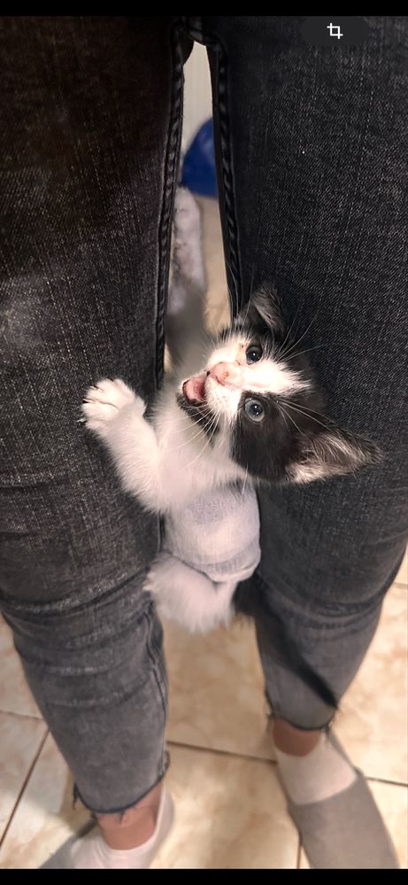 Adoptie pisicuță