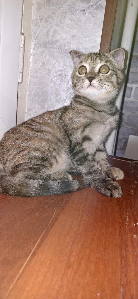 Котенок в добрые руки
