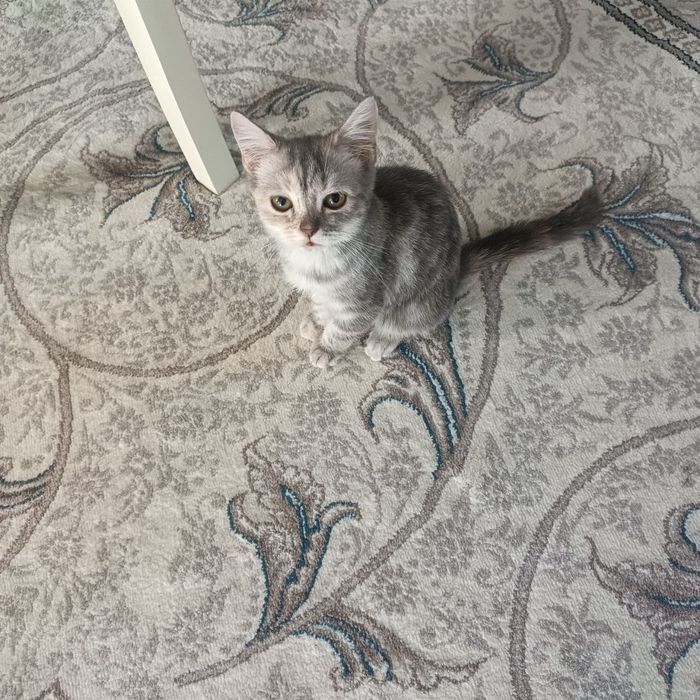 Отдам котёнка в добрые руки. Котенок здоровый, игривый, приучен к лот