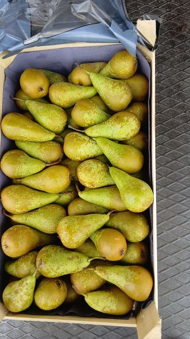 Груша Конференция производство Бельгии. Калибр 55/65 свежая