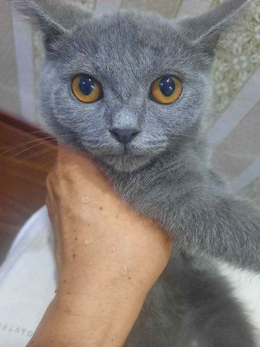 Мушук сотилади  серий