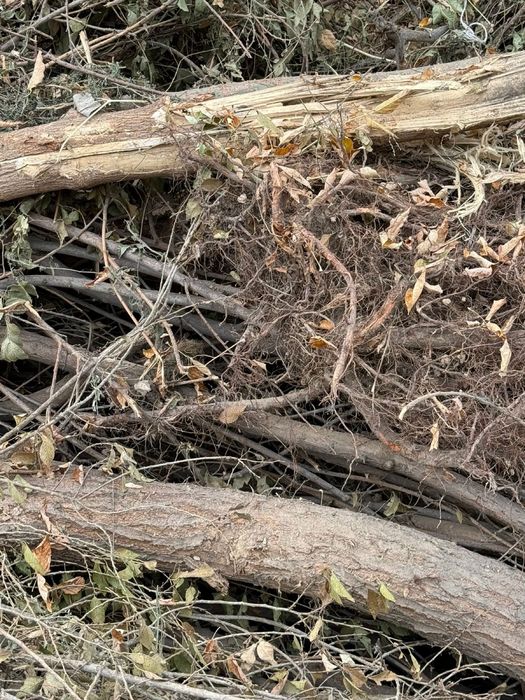 дрова и щепки даром