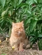 Ищем дом рыжему котику