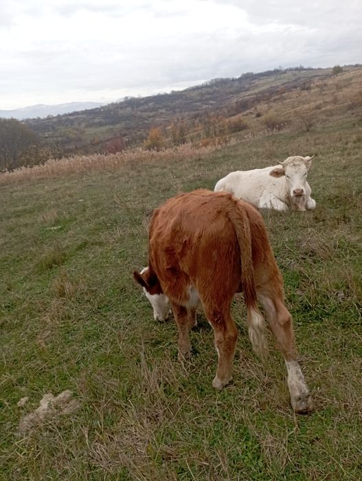 Vând 4 tăurași i și o vițică