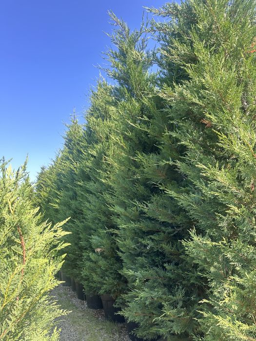 Leylandii pentru gard viu  de la 13 lei 70-80 cm pana la 2,5  m .