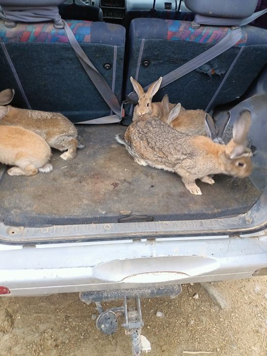 Vând o familie de iepuri