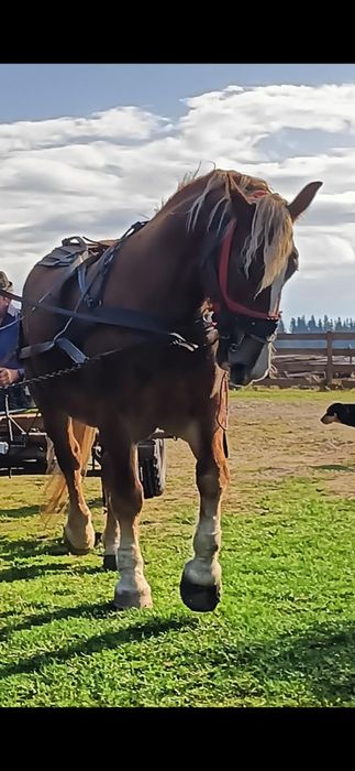 Vand cal, vârsta 6 ani. Preț: 3300€