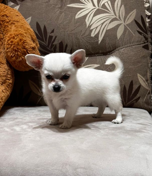 Топ Мъжко Мини Чихуахуа