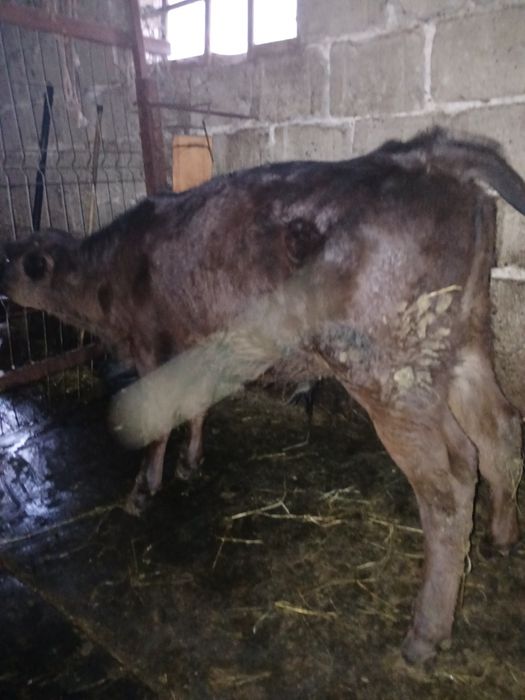 Vând tauras si vitea