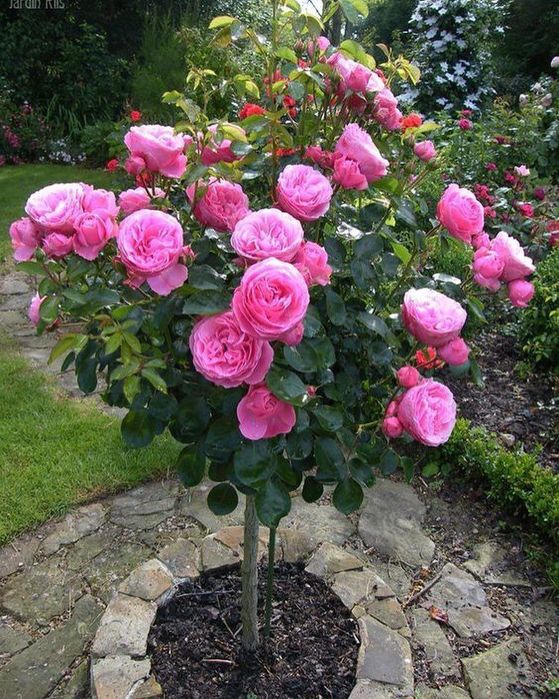 Штамп роза  shtampoviy atirgul