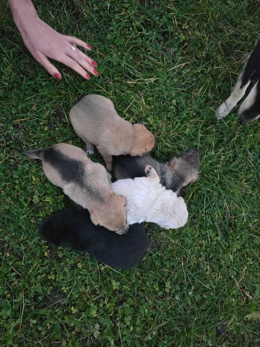 Ofer spre adopție 5 cățeluși – disponibili în aproximativ o lună
