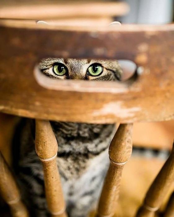 Лечебный Массажист