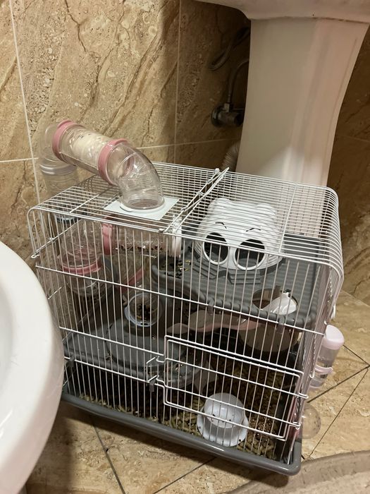 Грызуны хамяк белый 450000 келиштириб берилади