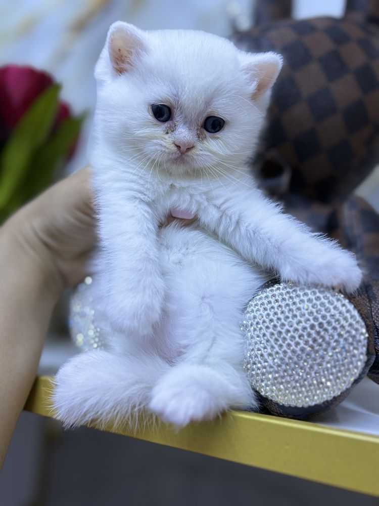Шиншилла 6 штук 1 месяц