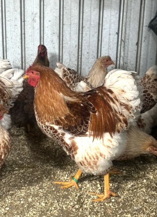 Cocoș wyandotte auriu alb