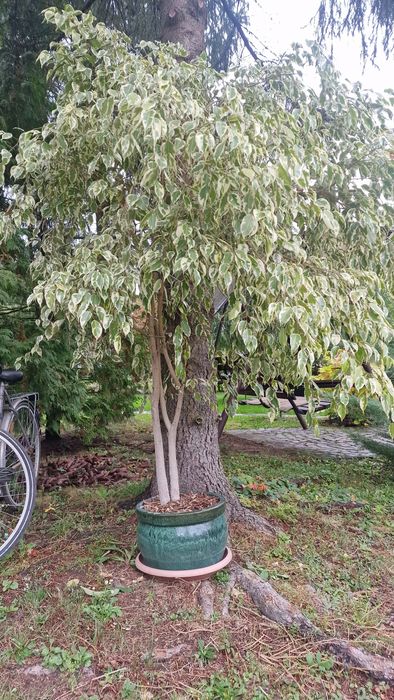 Copac ornamental ficus benjamina