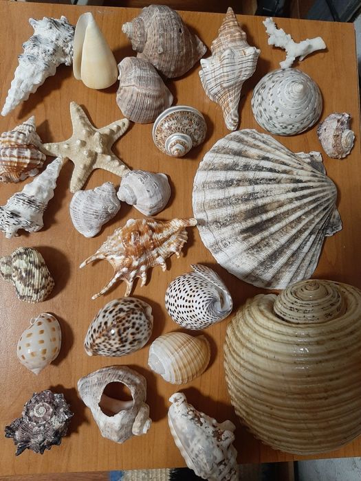 Естествени раковини, рапани, миди, морски звезди