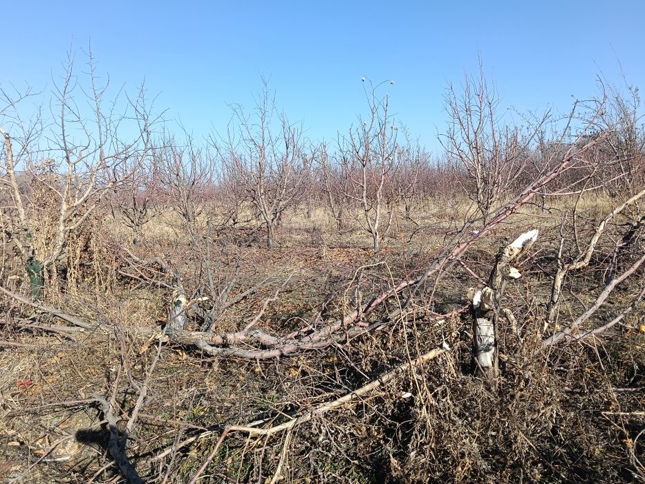 Сухие дрова из сала бесплатно