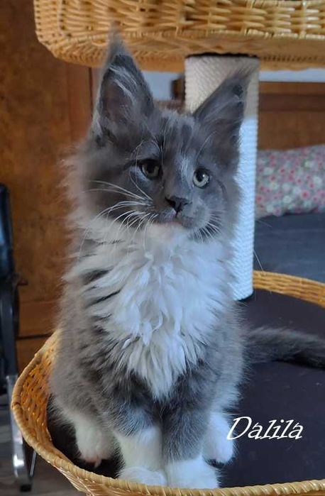 Felisa Autorizata WCF-rasa Maine Coon-Pedigree-Timisoara
