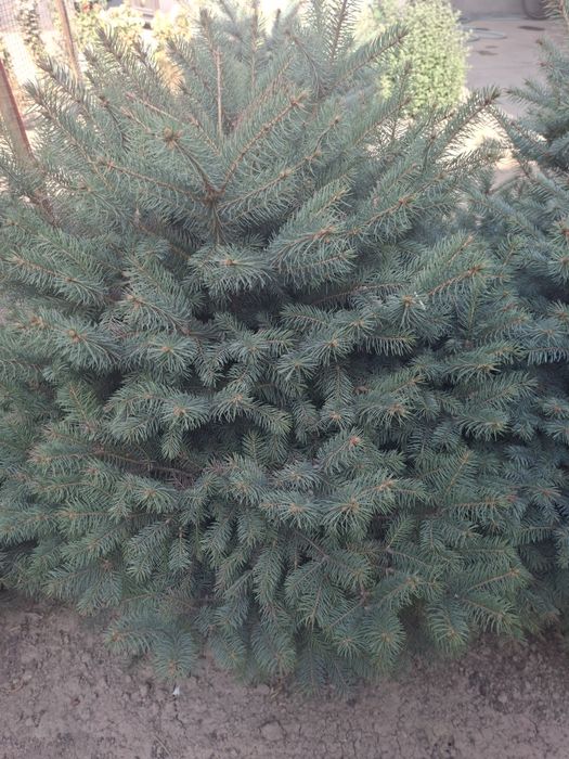 Голубой ель для сада