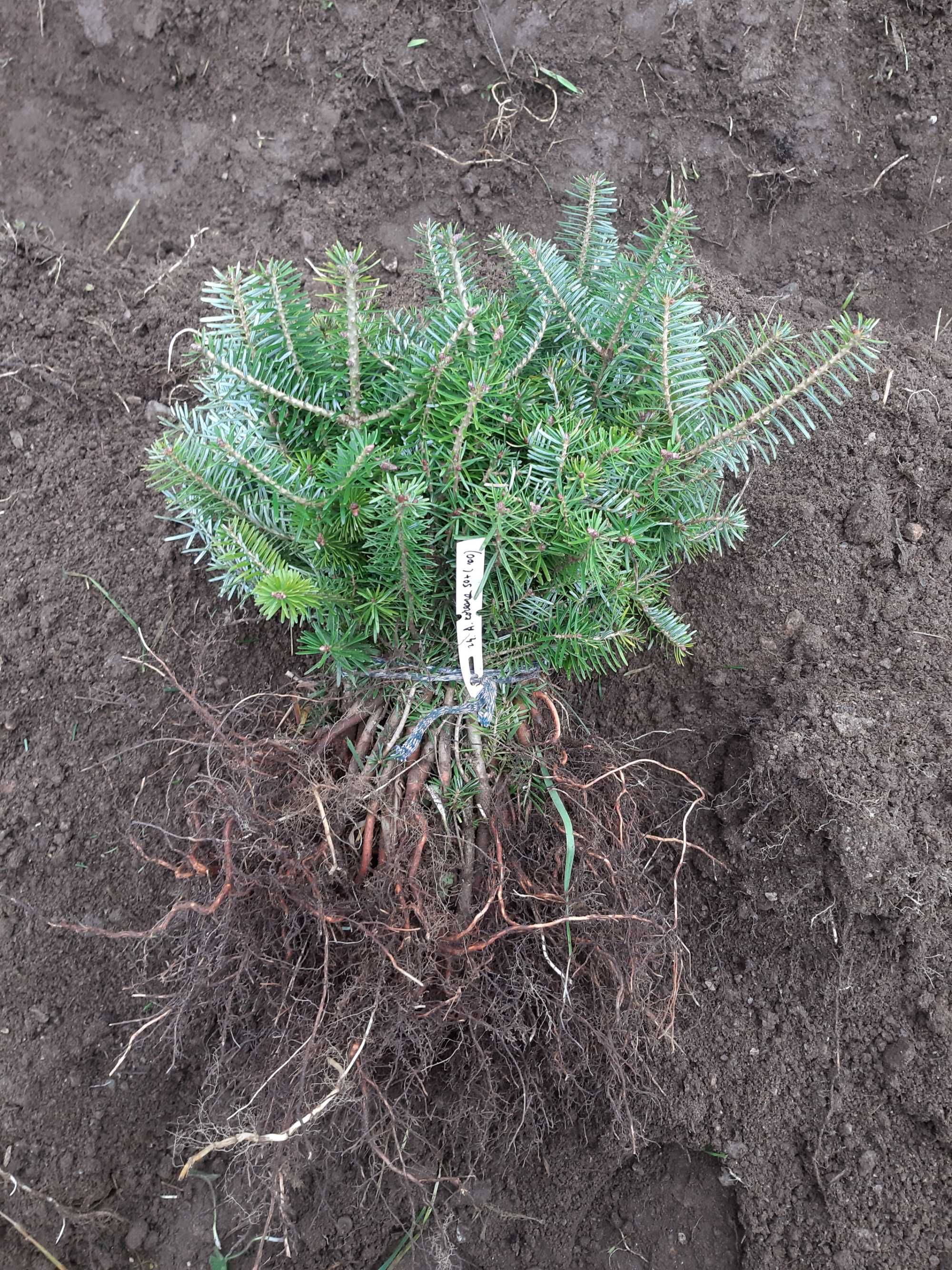 Puieti brad coreean- Abies Koreana 4 ani- produce conuri la 1,5m