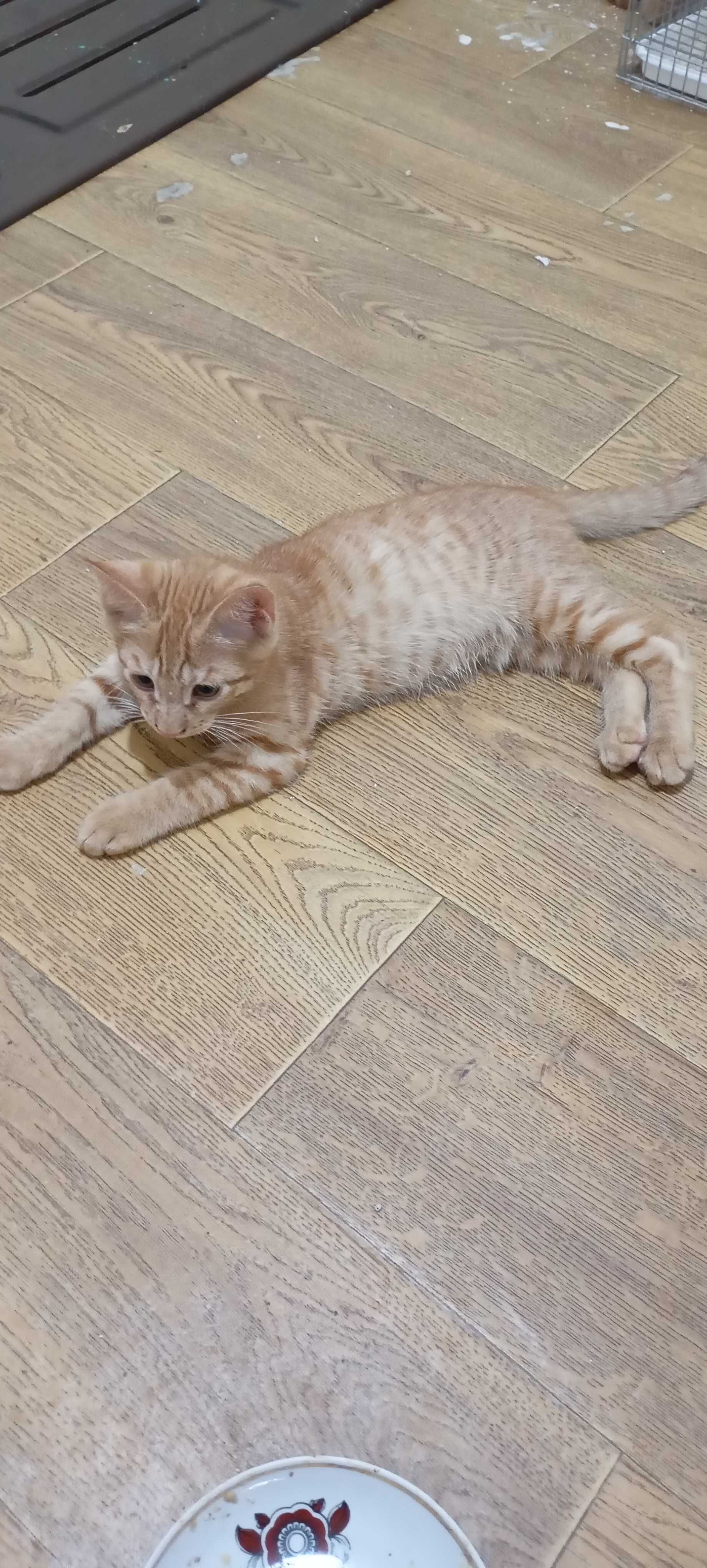 Отдам в хорошие руки котят