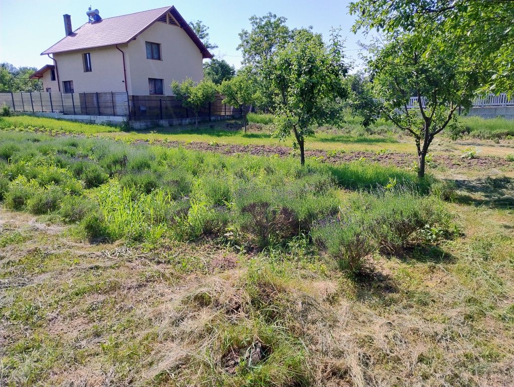 Teren intravilan