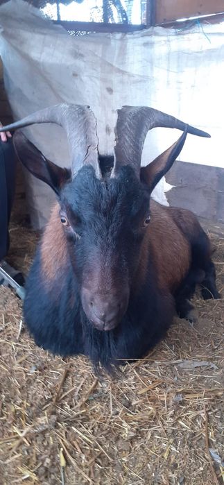 Vînd Țap Alpin Francez