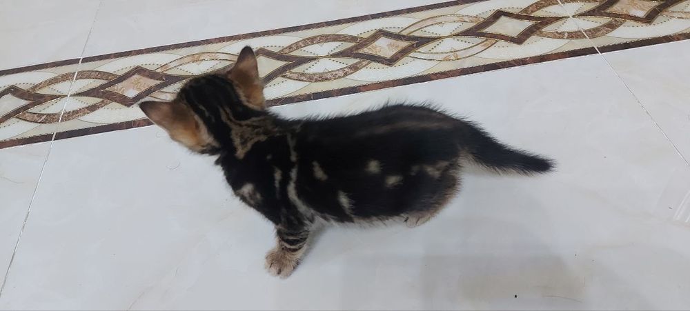 Продаем Бенгалов чистых и смешанных 1 млн ( скидка есть ) 1,5- 2 месяц