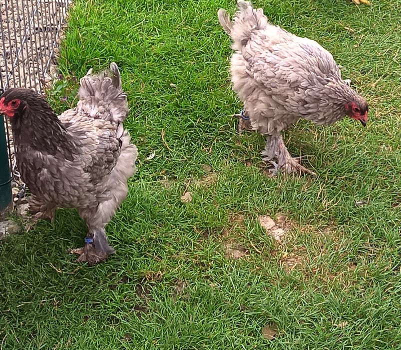 Găini de brahma albastru