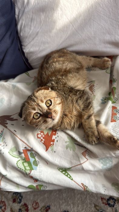 Скоттиш фолд котенок