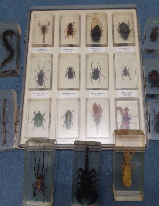 Vand set de insecte reale