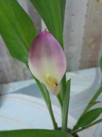 Комнатный цветок Калла